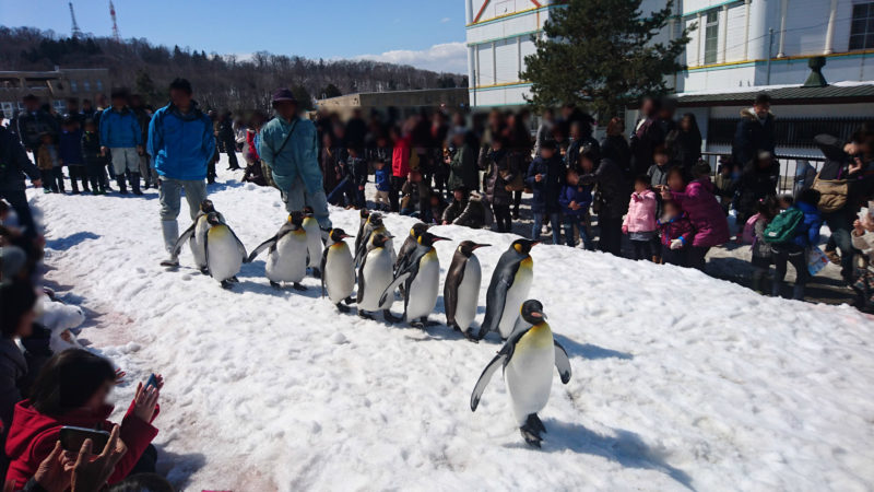 旭山動物園の風物詩と言えるペンギンの雪中散歩