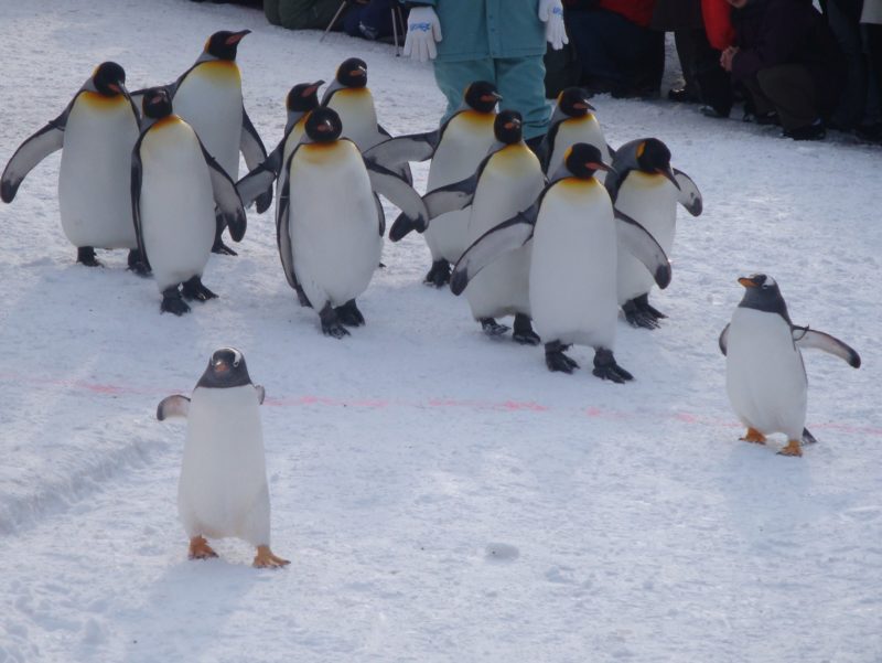 我先にと行進するペンギンたち