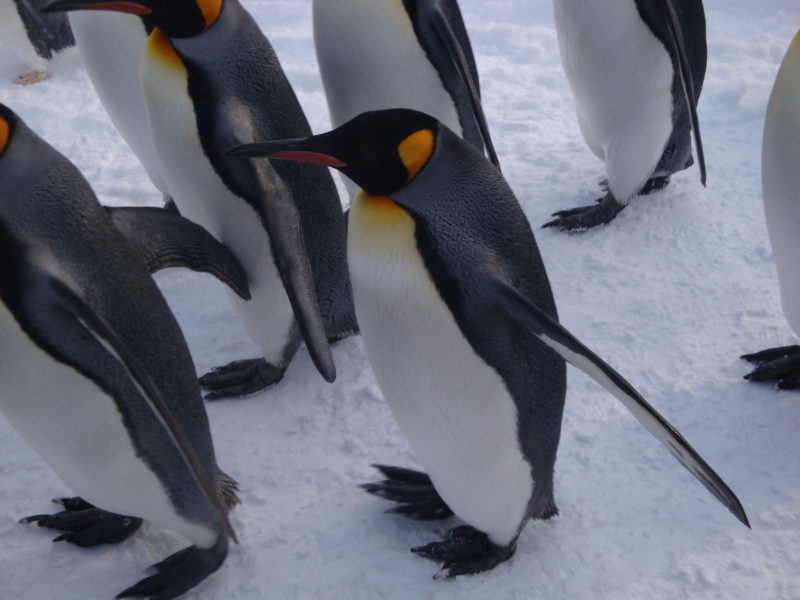 ペンギンをこんなに間近に見れるのが雪中散歩の魅力