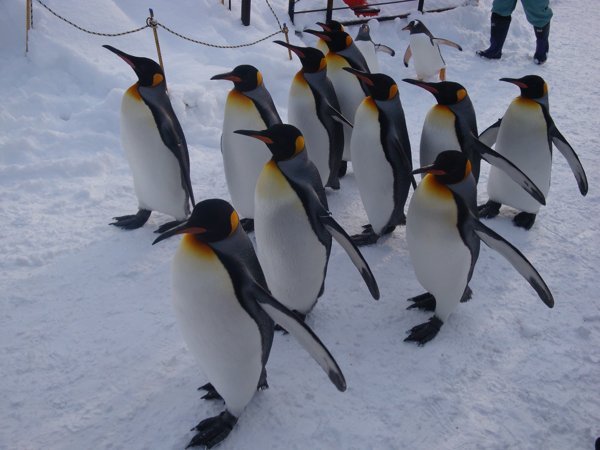 ペンギンの雪中散歩がある北海道の動物園・水族館