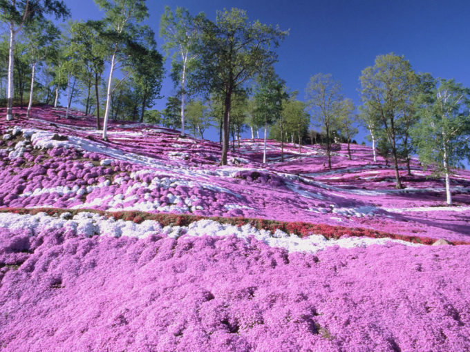北海道内にある芝桜の名所と開花予想・見頃