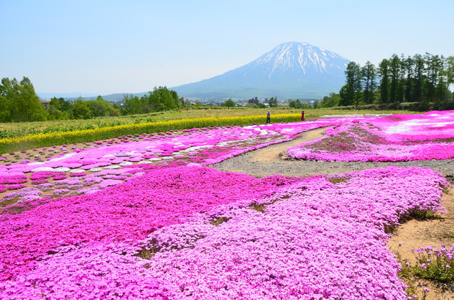 三島さんの芝ざくら庭園