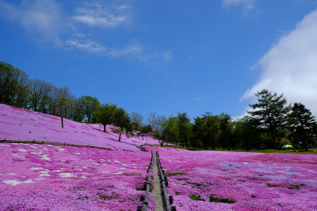 太陽の丘えんがる公園の芝桜