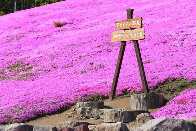 芝ざくら滝上公園