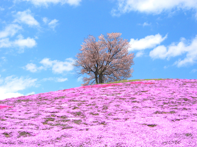 津別21世紀の森芝桜