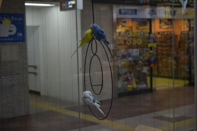 札幌駅・大通公園周辺にある癒やしの鳥スポット