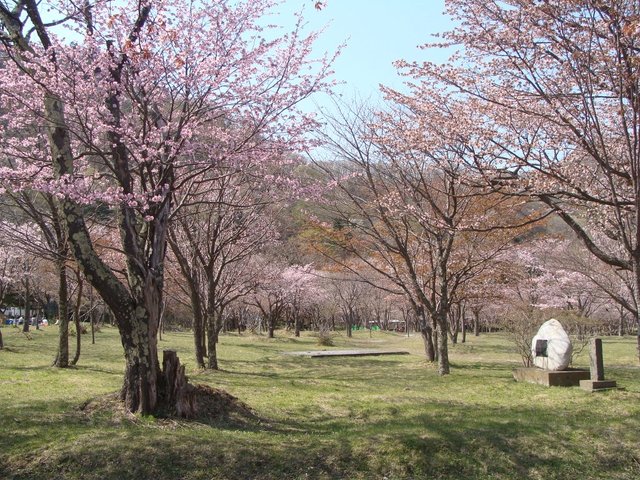 庶野さくら公園の桜