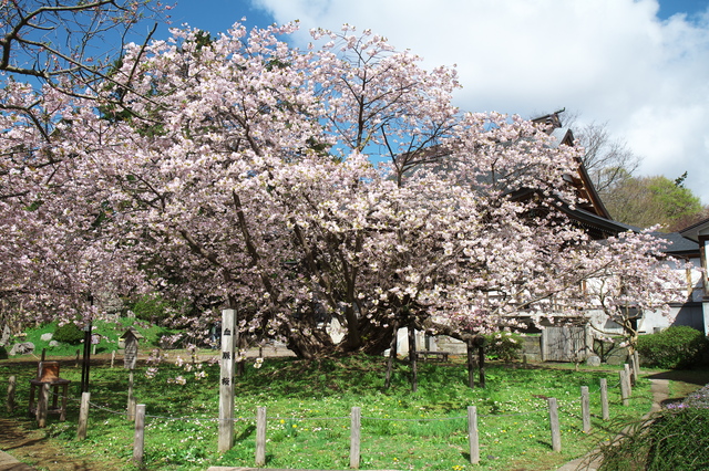 光善寺の桜