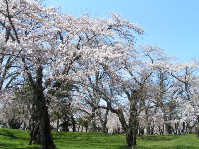 青葉ヶ丘公園の桜