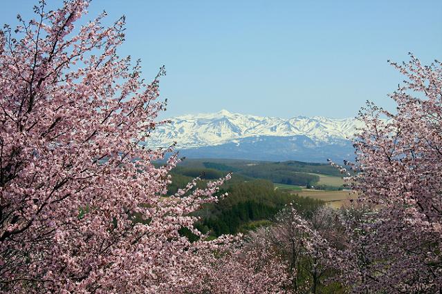 深山峠さくら園の桜