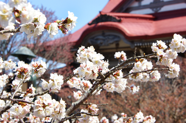 清隆寺の桜
