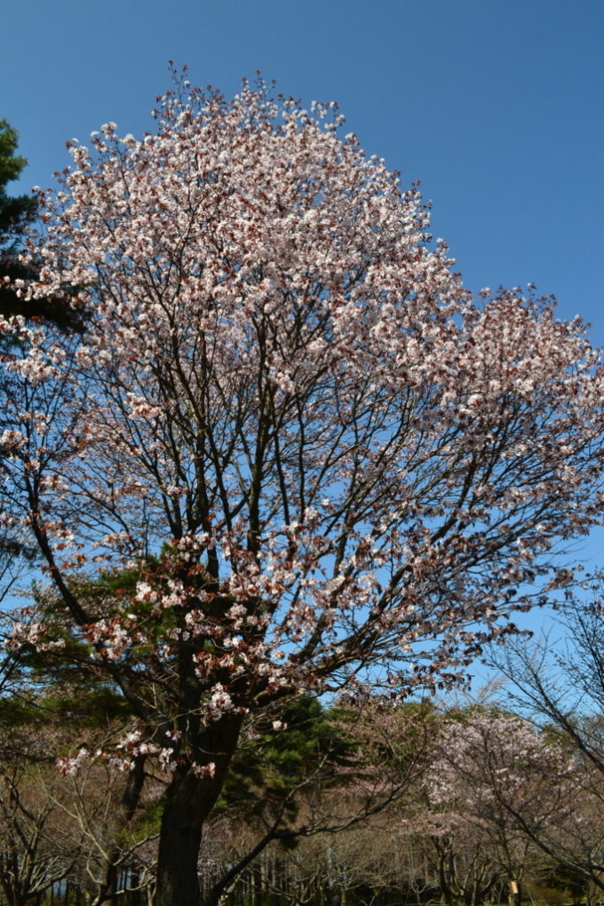  エゾヤマザクラ(蝦夷山桜)