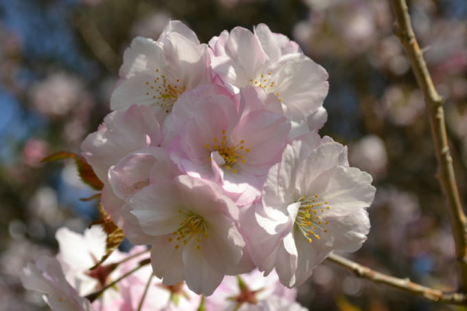 ホリイヒザクラ(堀井緋桜)