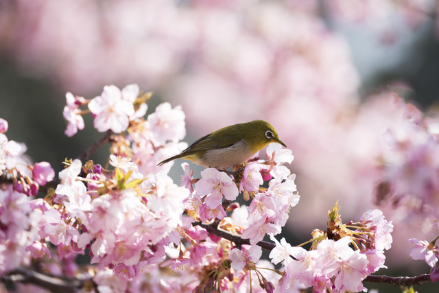 北海道にある桜の名所と開花予想日・満開見頃