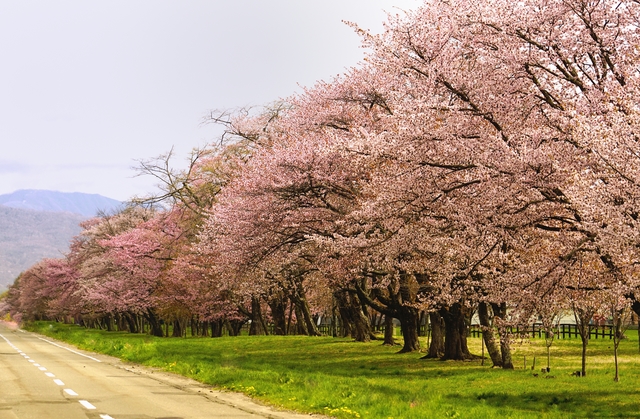 優駿さくらロード(西舎桜並木)