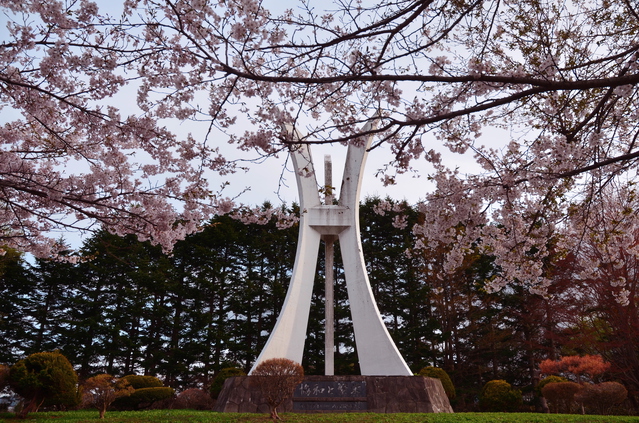 さらんべ公園の桜