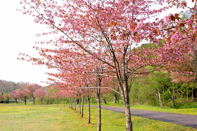 別保公園(別保メモリアルパーク)の桜