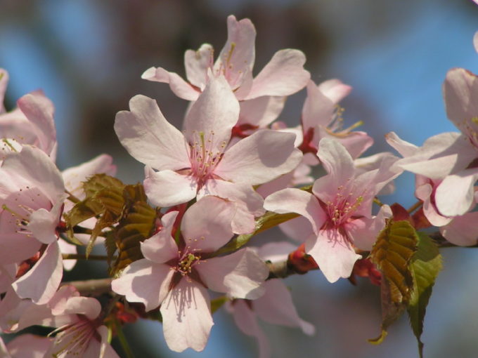 オオヤマザクラ(大山桜)