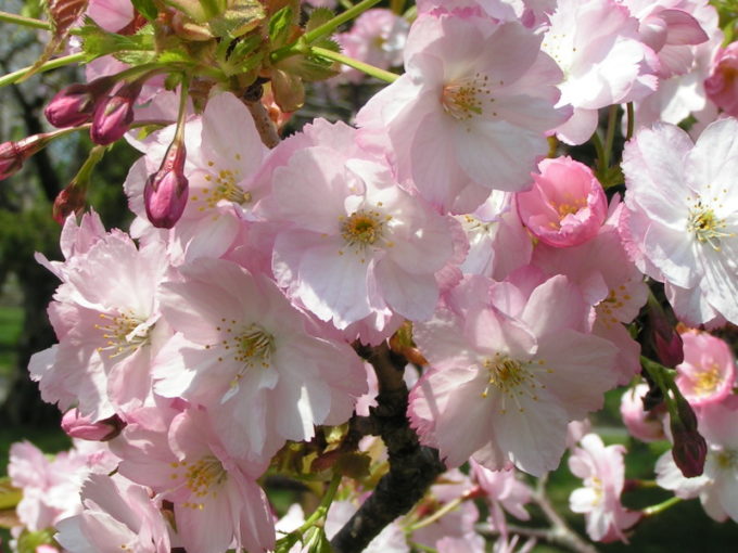 コマミザクラ(駒見桜)