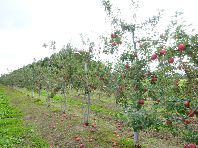 滝川市の伊藤果樹園さんにて「リンゴ収穫体験と食べ比べ」