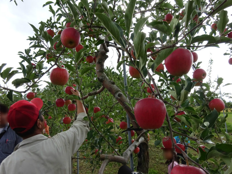美味しいリンゴの見分け方や収穫方法