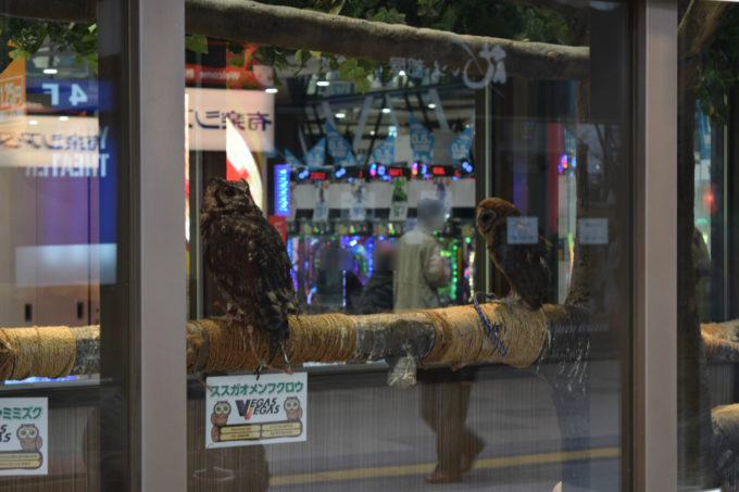 アフリカオオコノハズク、アビシニアンワシミミズク、ススガオメンフクロウの3羽のフクロウ