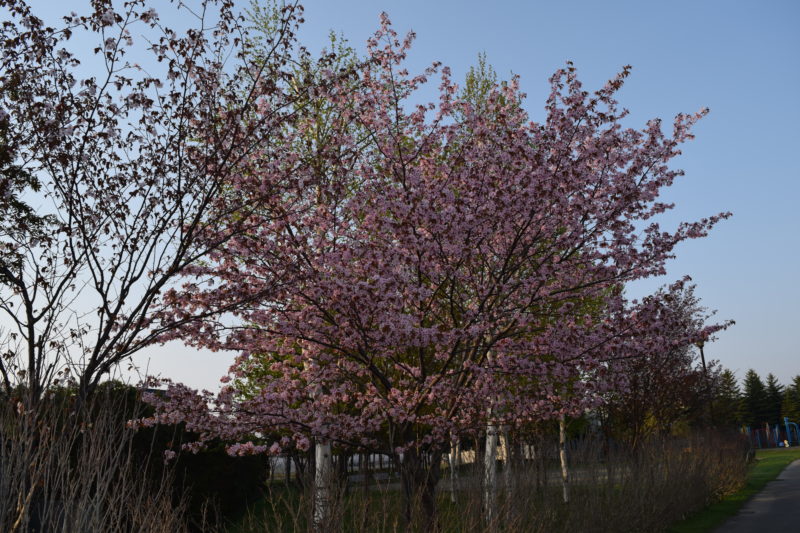 丘珠公園の桜