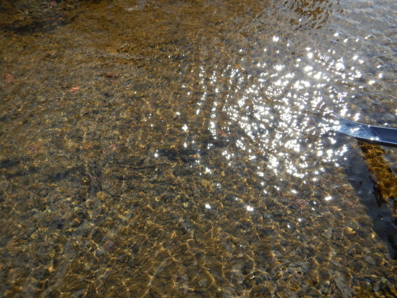放流したサケの稚魚たちは水路をとおり千歳川