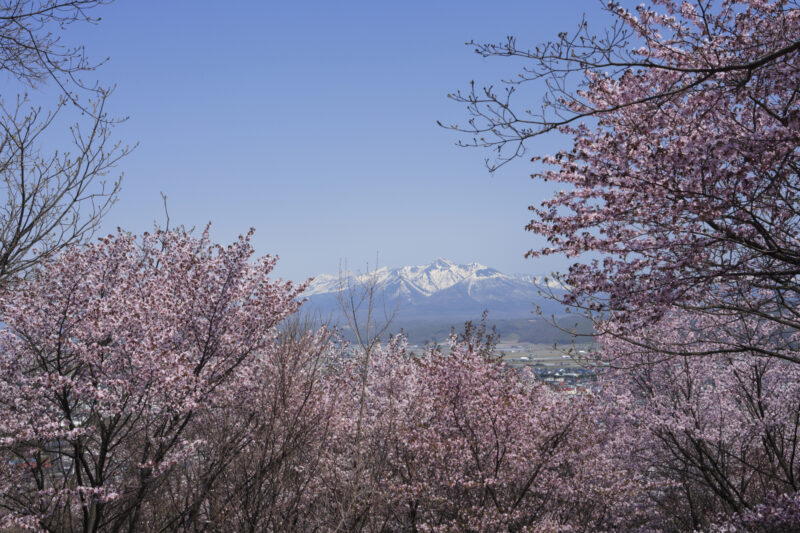 朝日ヶ丘公園桜