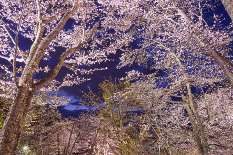 旭山公園桜