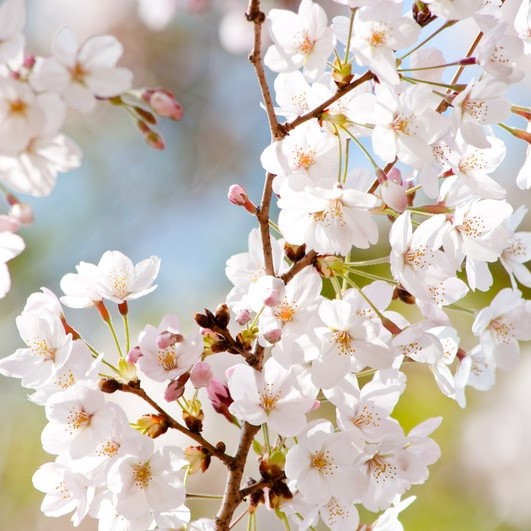 道北にある桜の名所と開花予想日・満開見頃
