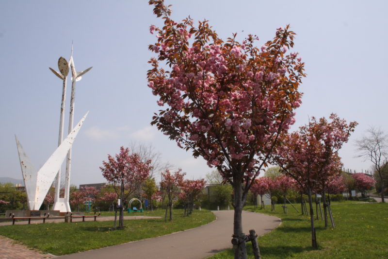 白鳥台北公園の桜