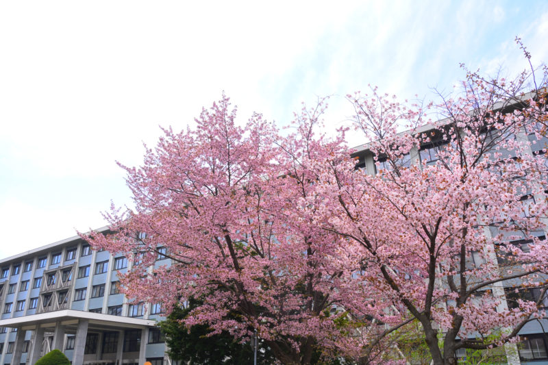 北海道大学の桜