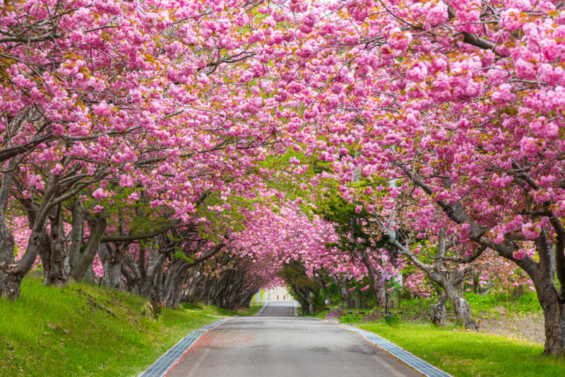 石崎地主海神社桜