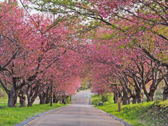 石崎地主海神社の桜