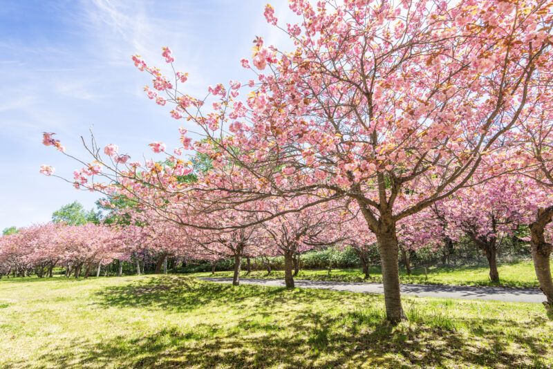 真駒内公園桜
