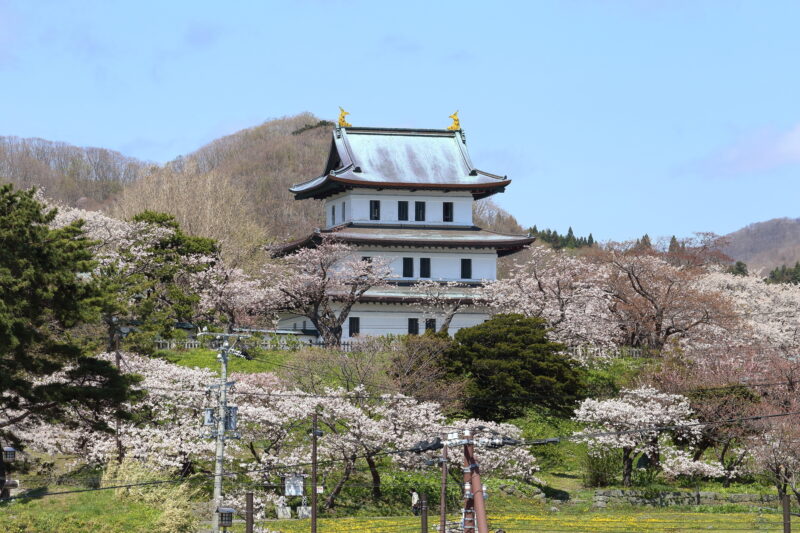 松前公園桜