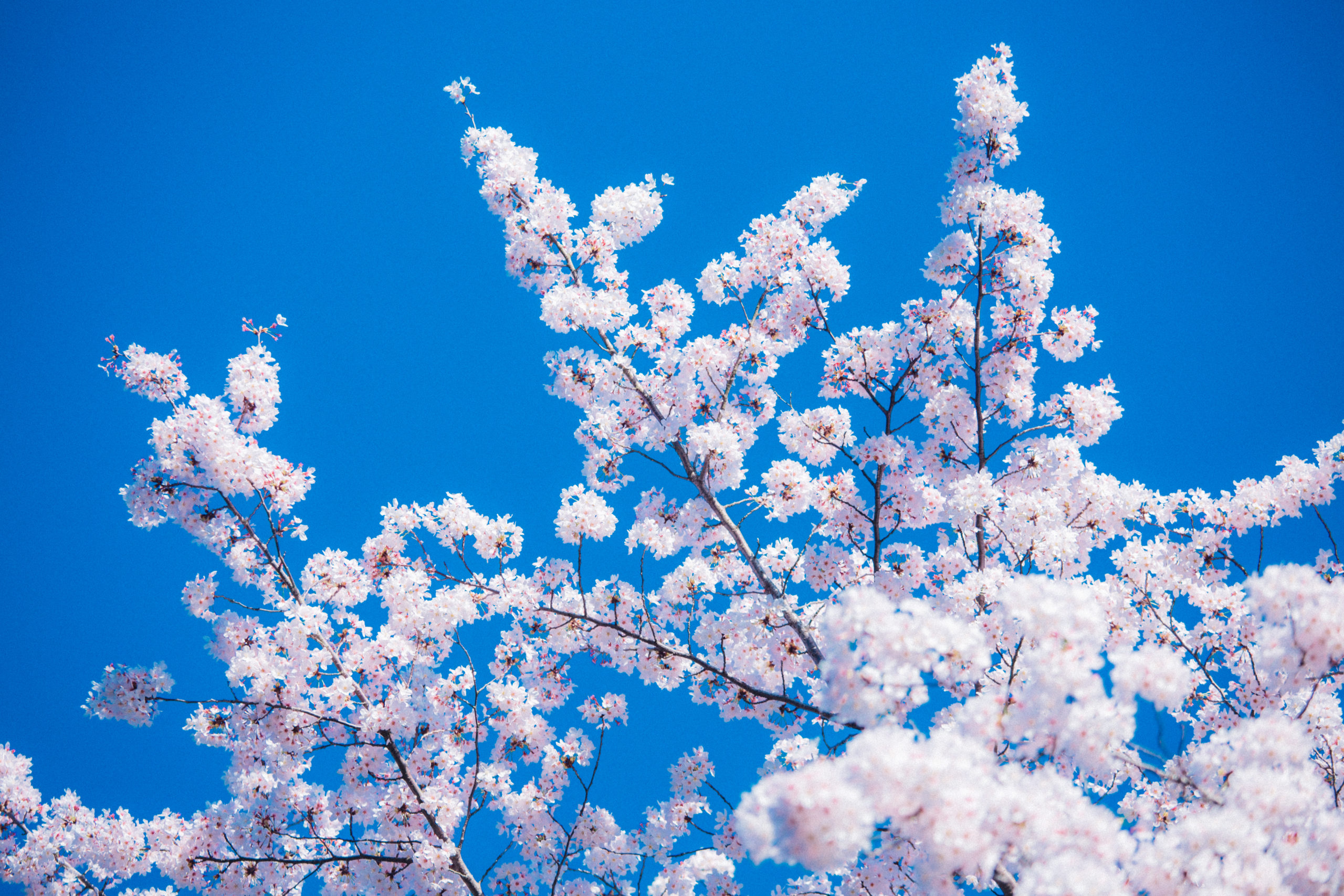 道央にある桜の名所と開花予想日・満開見頃