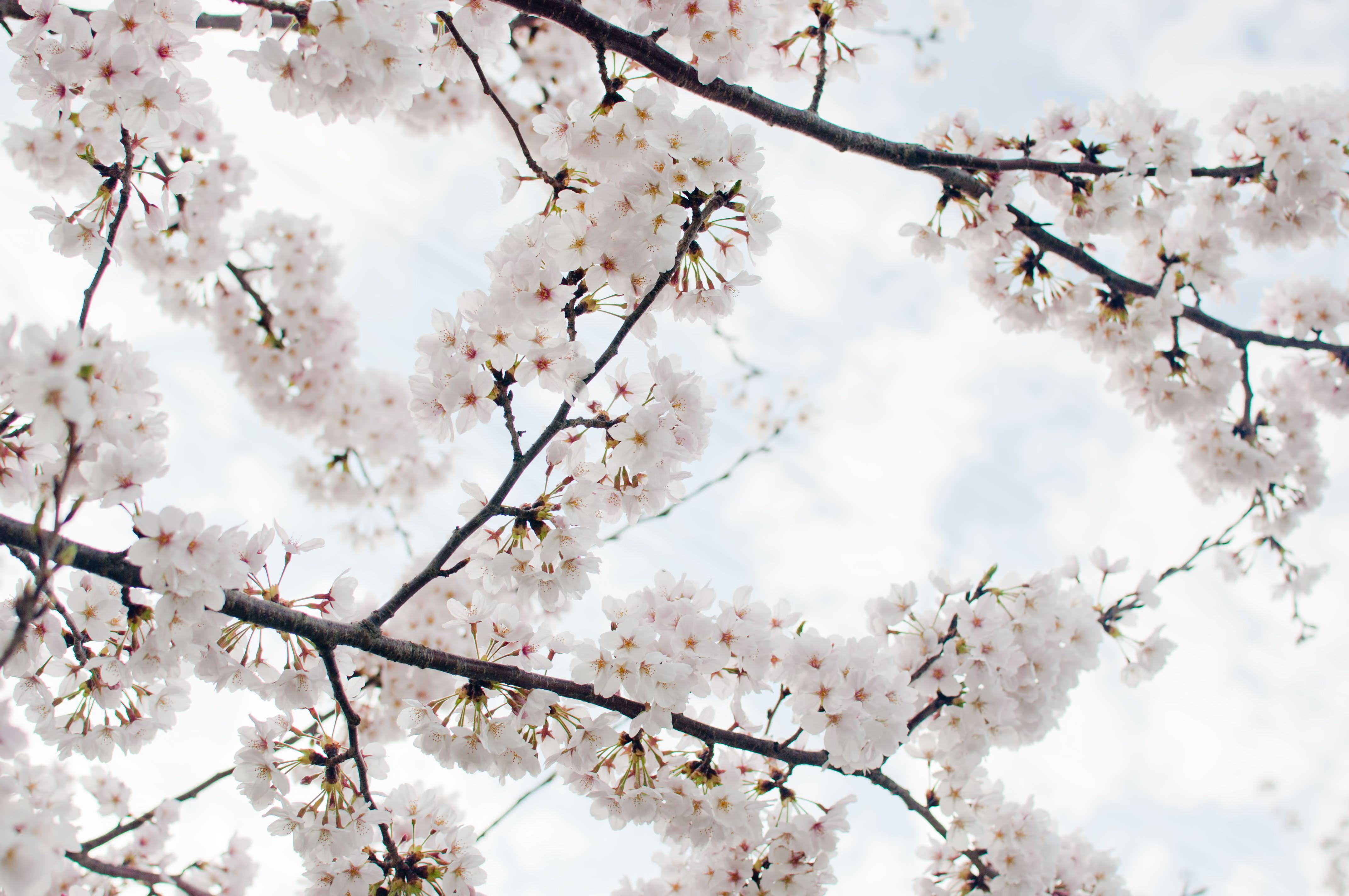 道東にある桜の名所と開花予想日 満開見頃 得北