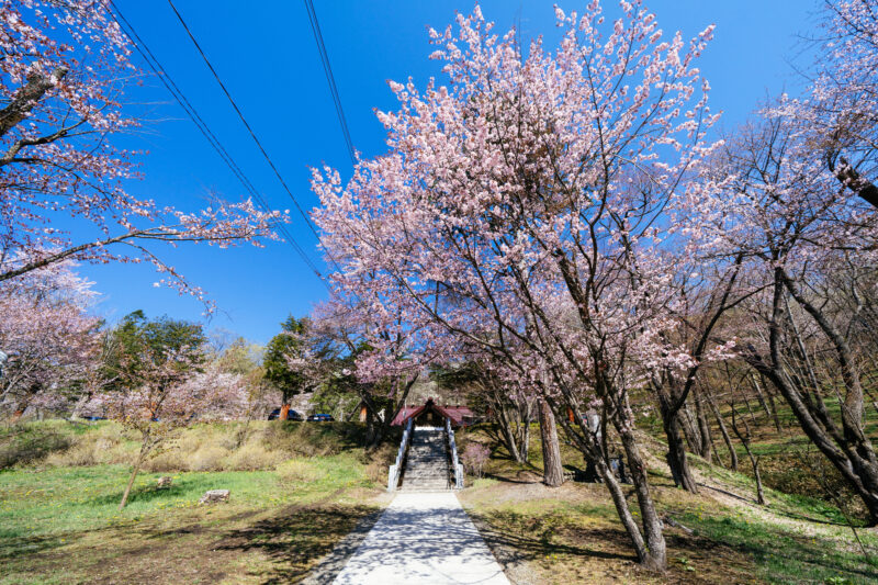 新得神社桜