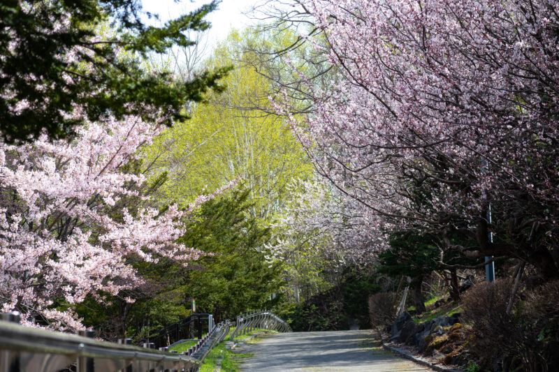 天神山緑地桜