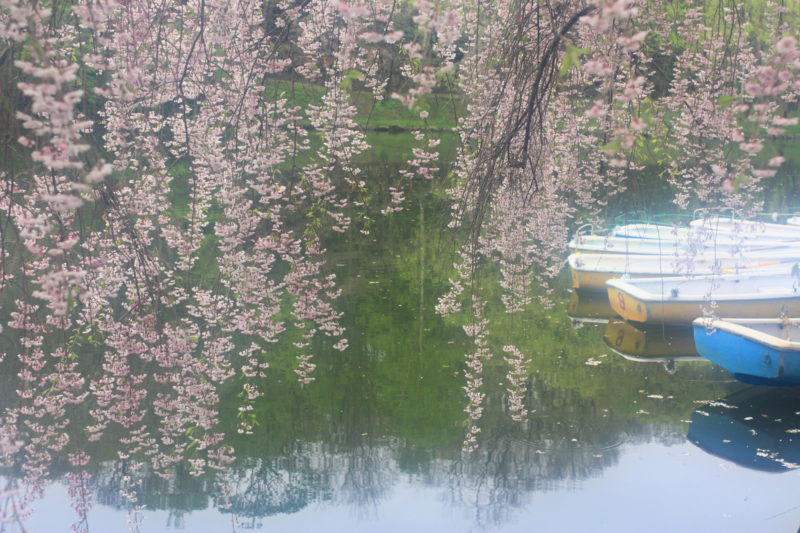月寒公園の桜と貸しボート