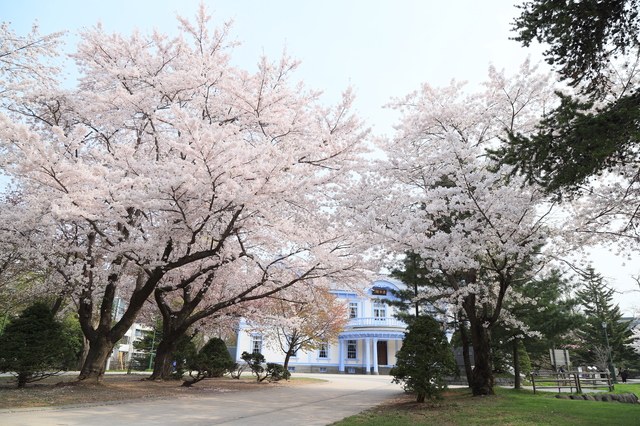 中島公園の桜