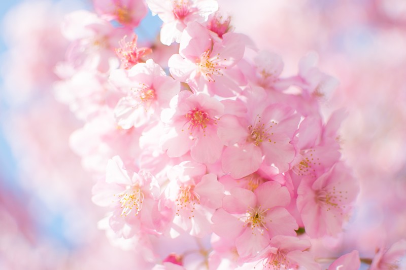 札幌市内にある桜の名所と開花予想日・満開見頃