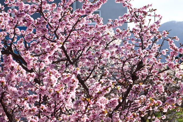 寒地土木研究所の桜
