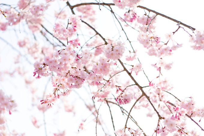 北海道で楽しめる桜(サクラ)の一覧