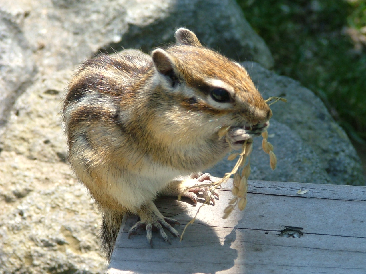 オホーツクシマリス公園