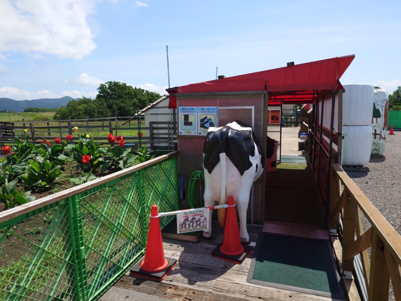 函館酪農公社「あいす118」牛餌やり