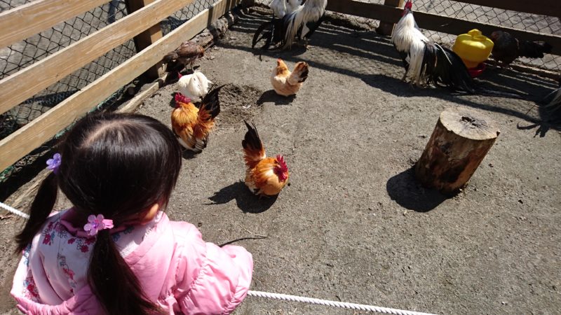 北海道の動物エサやり体験 ふれあいスポット一覧 得北