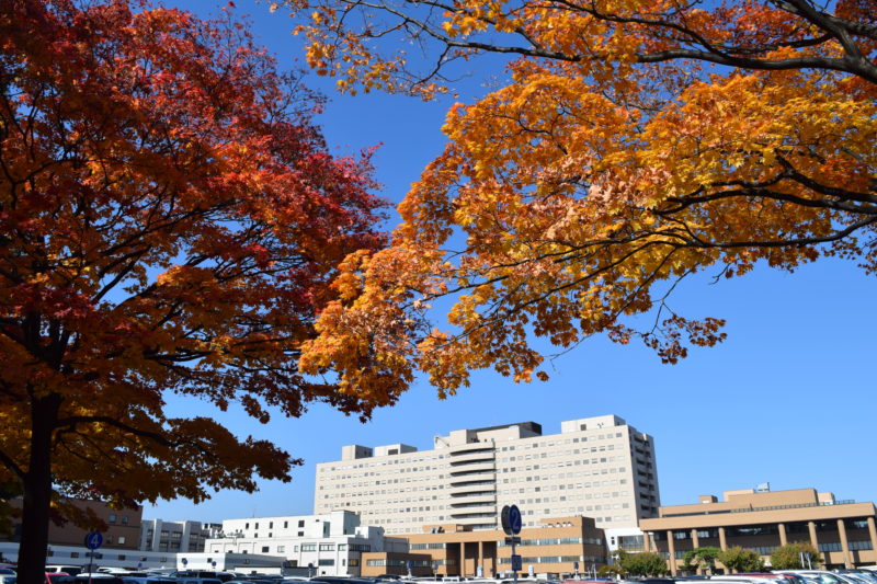 イチョウ並木のある北13条道路からの北海道大学病院